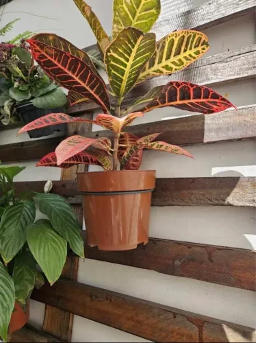 Kit 5 Argolas de Aço - Suporte Reforçado 14cm para Vaso Planta Jardim Vertical Painel