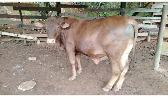 Tourinho senepol