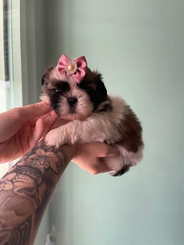 Shih tzu fêmea particolor legítima focinho 0