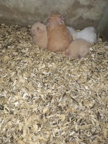 Lindos filhotes Hamster