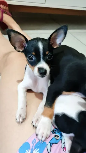 Vende-se filhote de pinscher MACHO