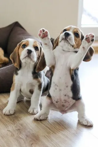 Filhotes De Beagle - Diga Adeus A Solidão E Olá Para Um Amor Verdadeiro