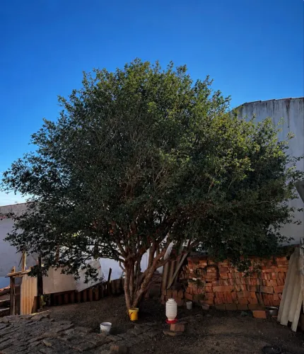 Jabuticabeira adulta de grande porte a venda