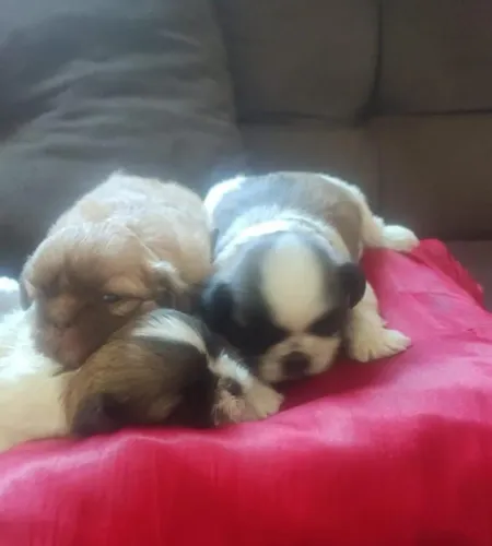 Vendo filhotes de Shih Tzu fêmeas e machos disponíveis