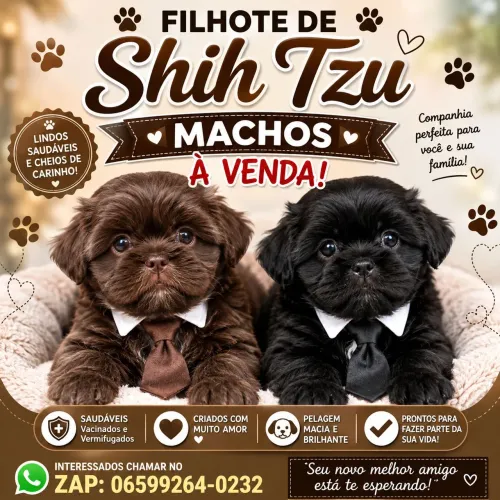SHIH Tzu machos
