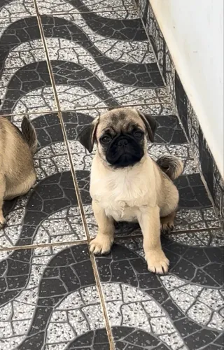 Filhote de Pug - Raça Pura