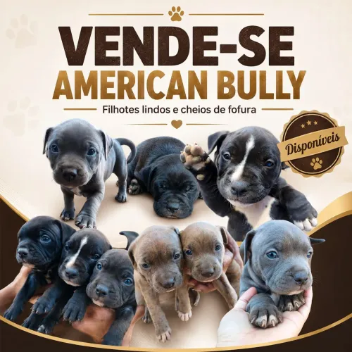 Filhotes de American bully