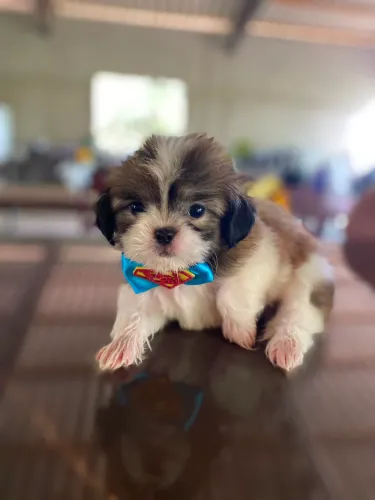 Shih Tzu Filhote