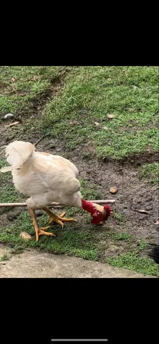 Gsb polaco reprodutor disponível!