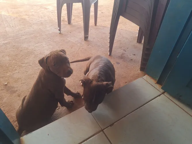 Venda de filhote