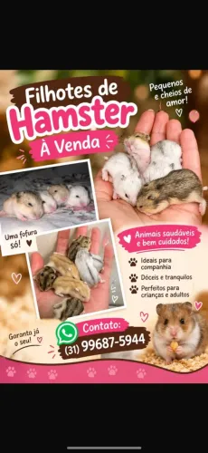 Hamster