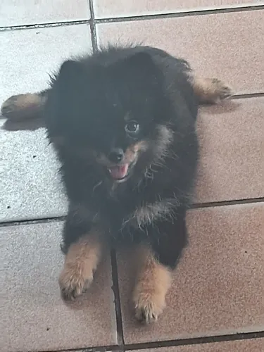 Filhote lulu da pomerânia FÊMEA Black tan