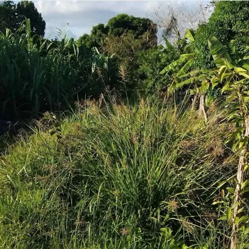 Vendo 12 tarefas e meia de terra fértil 
