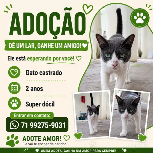 Gato CASTRADO para doação 
