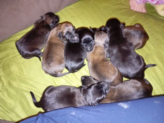 Filhotes de Pastor Belga de Malinois