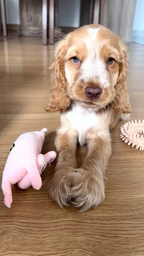 Filhote de cocker spaniel inglês 