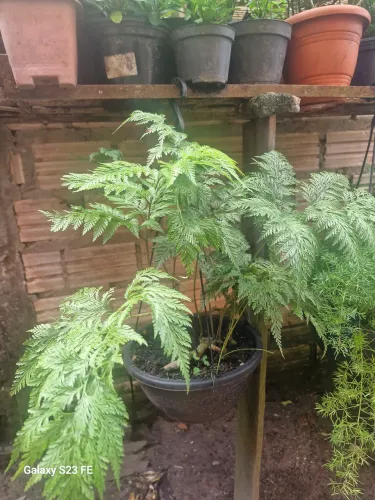 Mudas de plantas