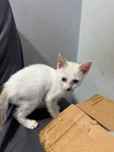 Doação de Gatinhos