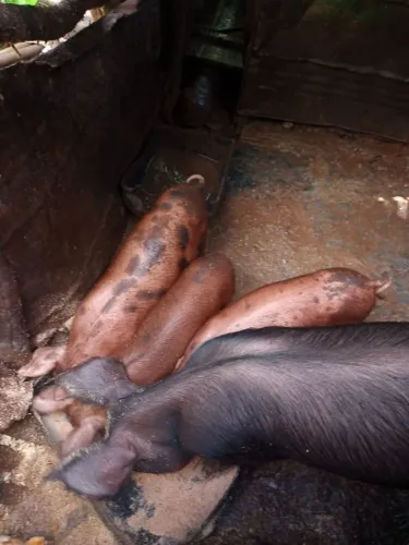 Leitoa com 3 leitoezinhos