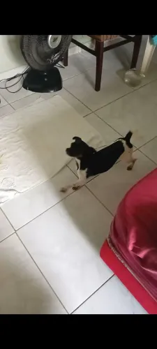 Pinscher para Doação.