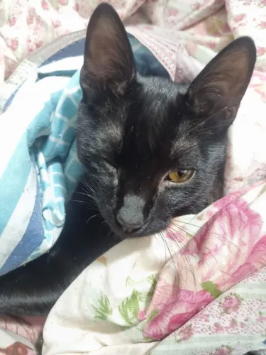 Doando gato macho 7 meses 