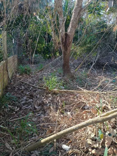 Terreno no terra preta Santarém para