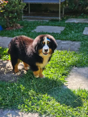 Bernese Mountain Dog | Entrega Prevista para o dia 30/09