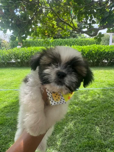 Lhasa Apso