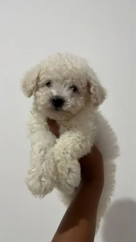 Poodles