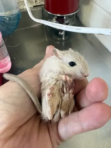 Esquilo da Mongólia Gerbil Machos