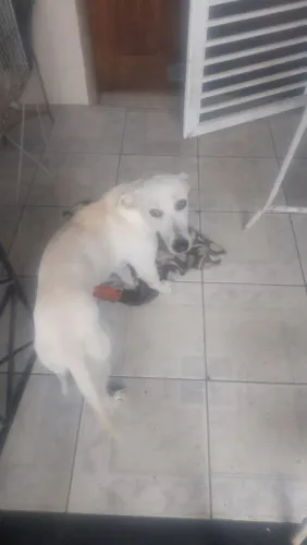 cachorro lindo p doação 