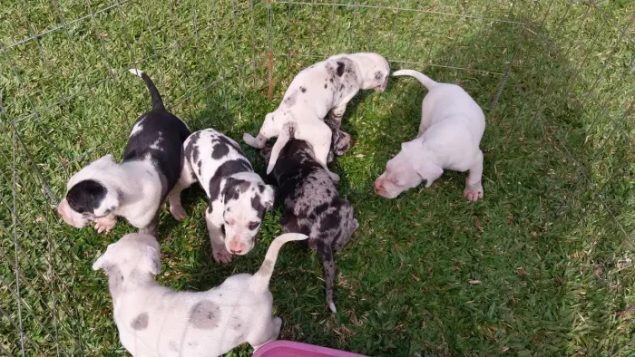 Vendo filhotes de Dog Alemão