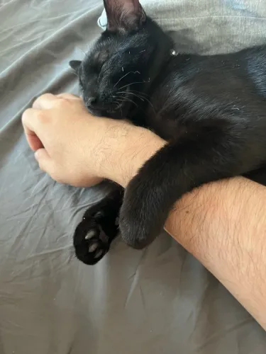 Gatinho preto
