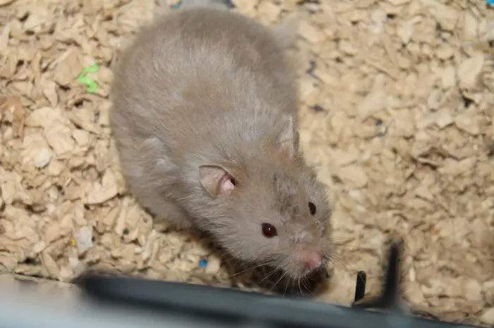 Hamster sírio
