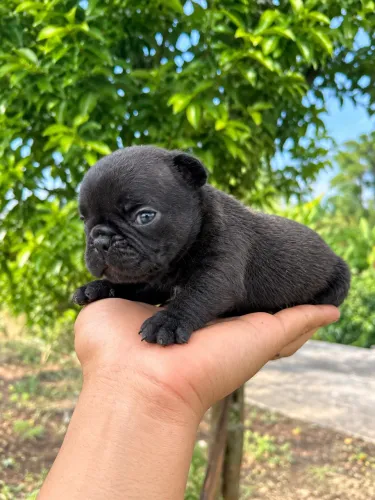 Filhote de buldogue francês