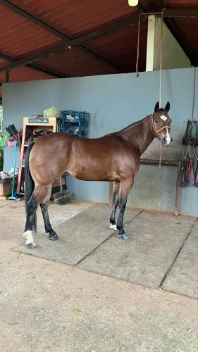 Cavalo Quarto de milha PO