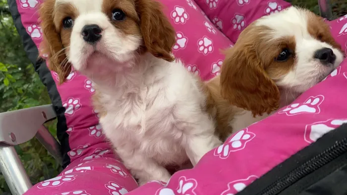 Cavalier king charles filhotes