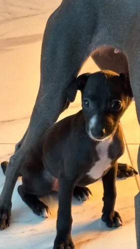 Galgo italiano macho