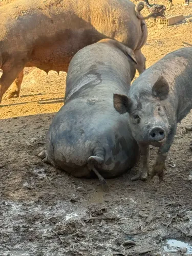 Vende porca caipira