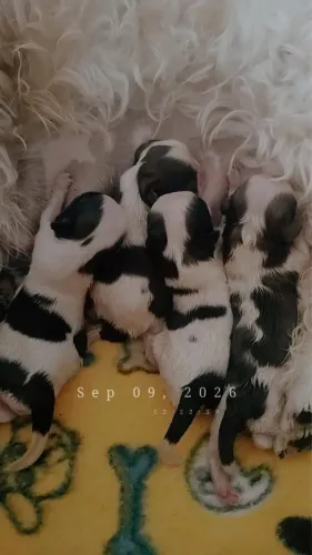 Shih tzu