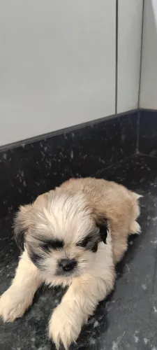Filhotes de Shih tzu macho a venda