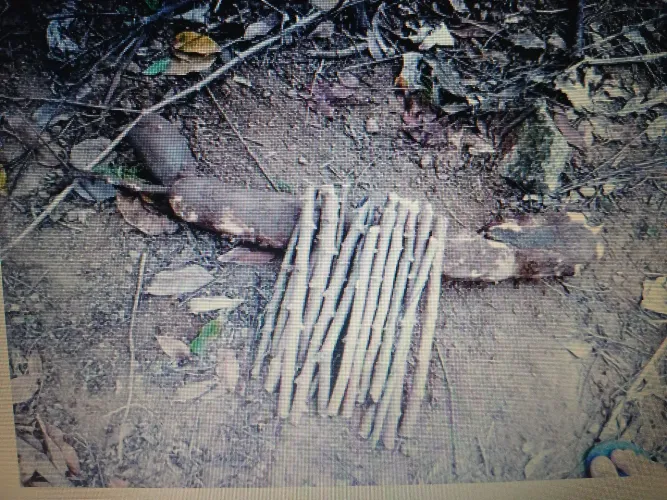 Mudas de pornunça