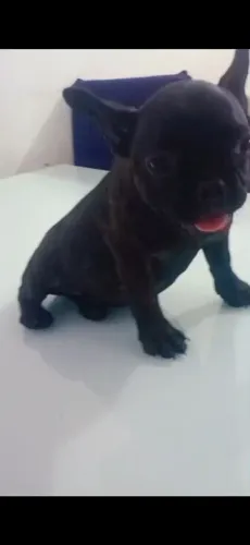 Filhote buldogue francês fêmea 