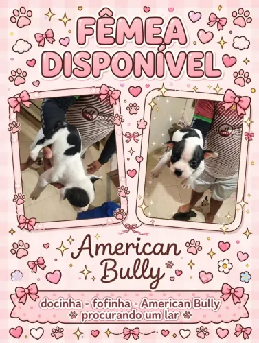 Vende-se Filhotes de American Bullying 