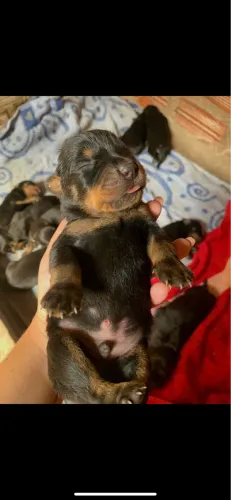Filhotes de Rotweiler cabeça de touro