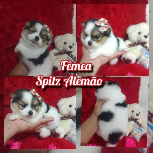Filhotes lulu da pomerania