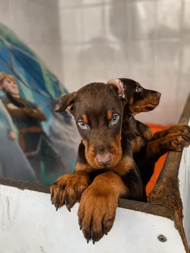 Doberman europeu
