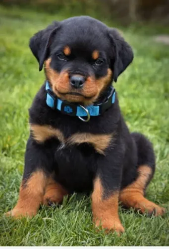 Imponentes Filhotes de Rottweiler - Proteção, Força e Lealdade