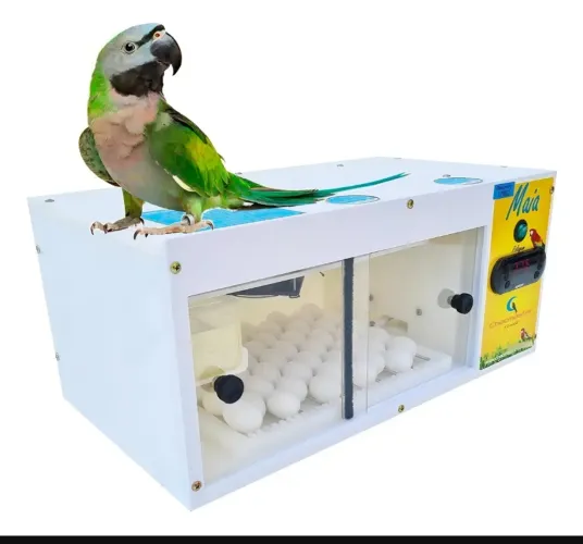 Chocadeira Maia 