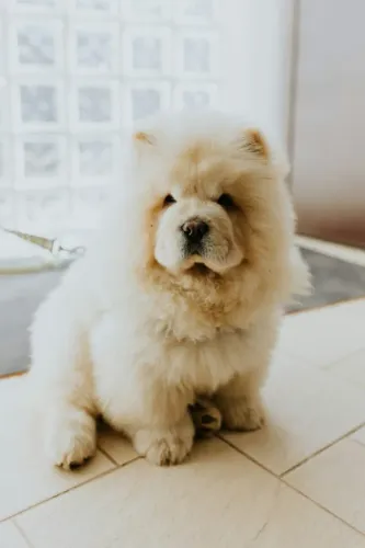 chow chow São cães silenciosos.